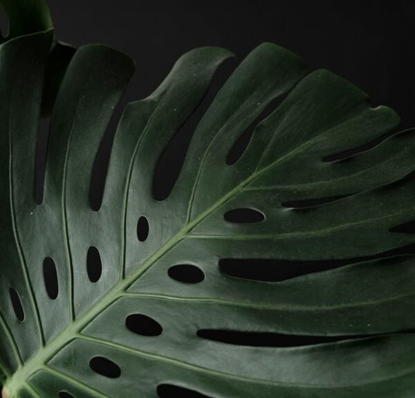 Cloudleaf Cannex 6025421048 Phytodata Xandyl