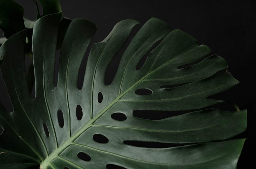 Cloudleaf Cannex 6025421048 Phytodata Xandyl