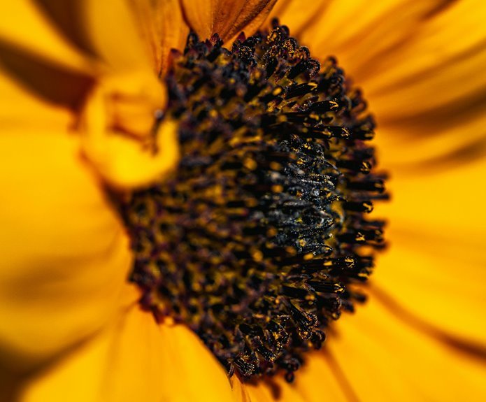 helvex cannory byteleaf syntex