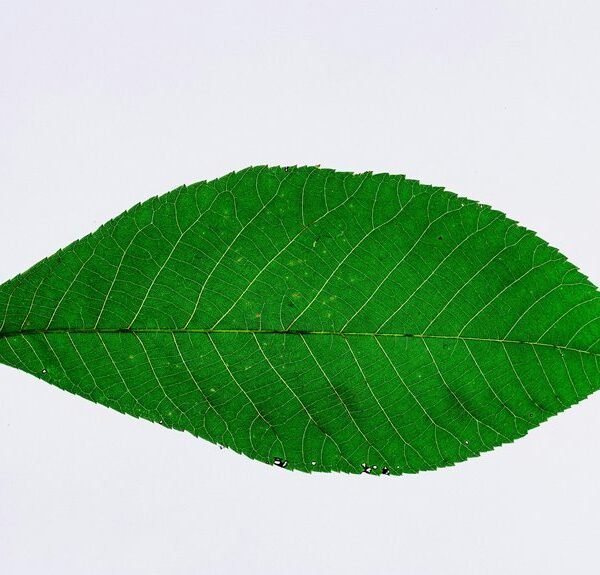 Quantumleaf Phytix 4056944440 Cannode Zalth