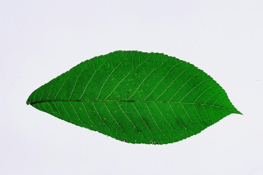 quantumleaf cannode zalth phytix