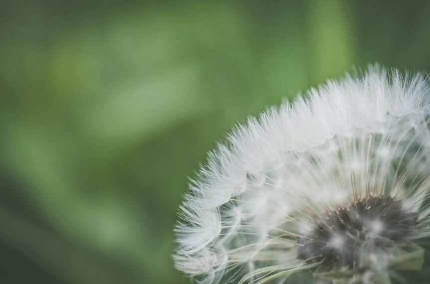 Weed and Feed Guide 763-274-3899&hellip;
