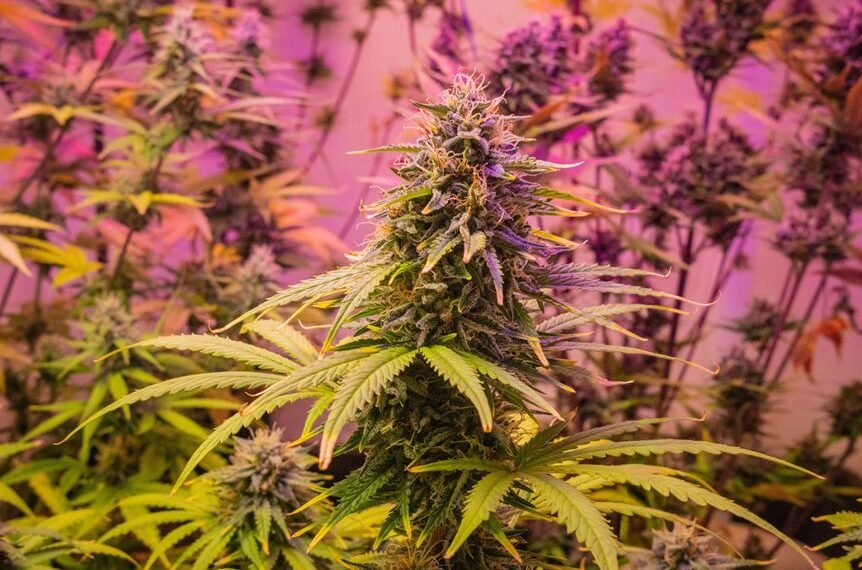 918330604 Cannabis Technology and Emerging&hellip;