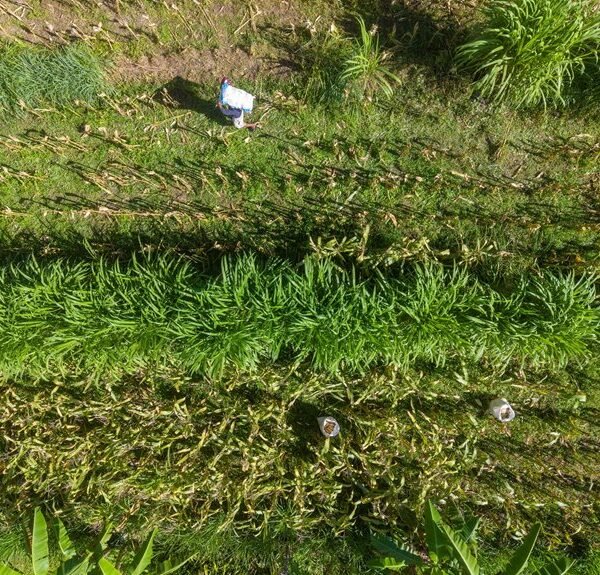 hemp farming sustainability trends