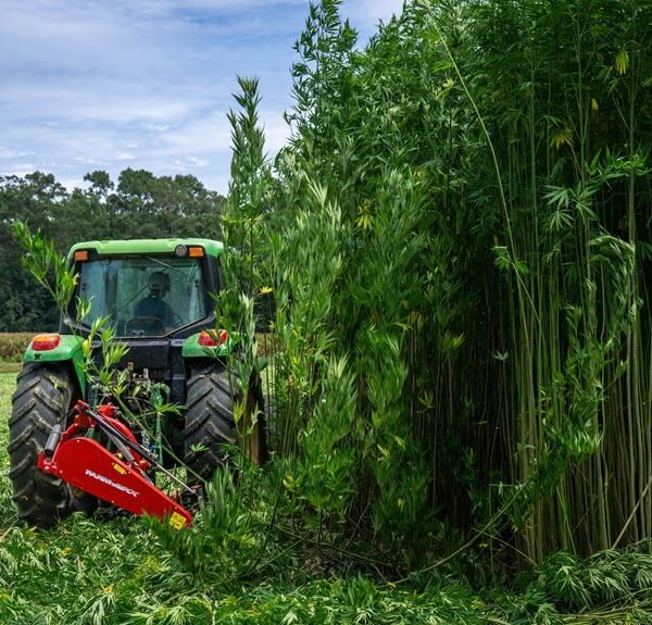modern hemp farming techniques